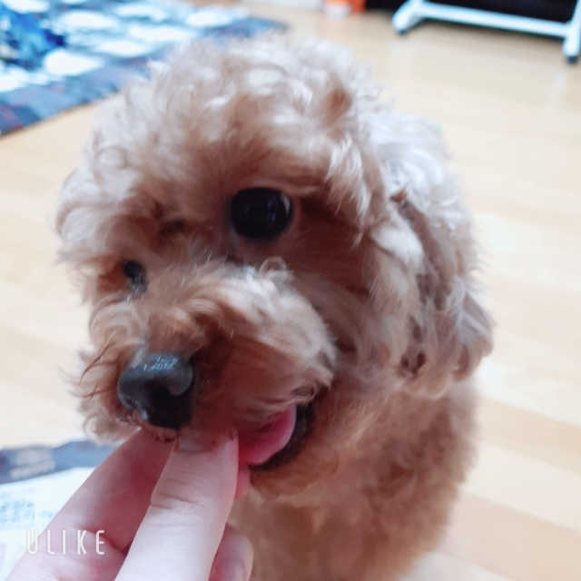 지니펫 가득가득패키지_사료와 간식 set 리뷰 사진