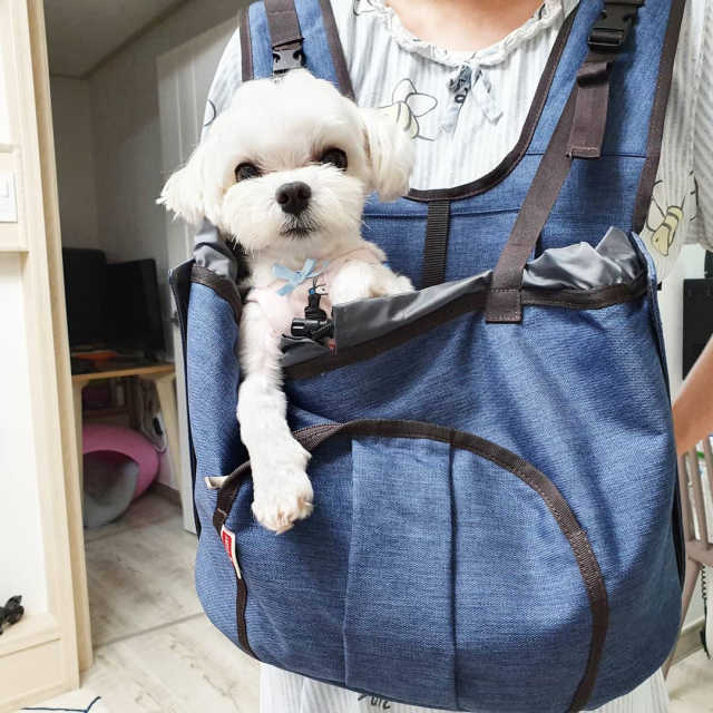 신비아이 펫캐리어 리뷰 사진