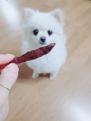펫테라피 플레이트 야채품은 하루황태 — 3점을 준 리뷰어가 2019년 12월 올린 사용 사진