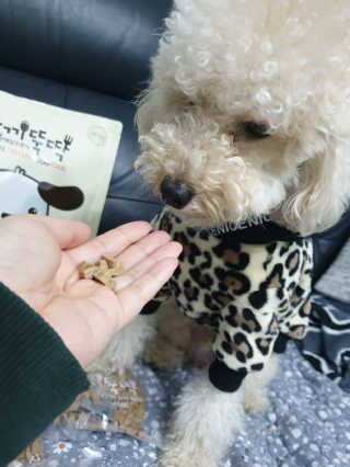 [펫토리아] 맛도 영양도 BEST 한끼뚝딱 강아지 사료 — 5점을 준 리뷰어가 2019년 4월 올린 사용 사진