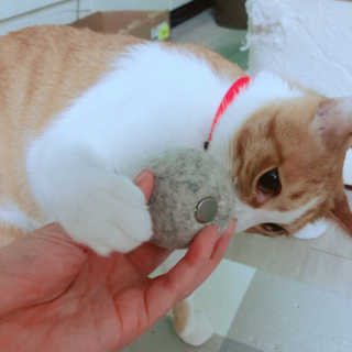 Honeyshop님이 올린 리뷰 사진 2