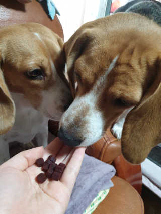 beaglelove님이 올린 리뷰 사진 4