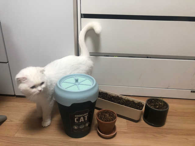 데오큐브 캣  고양이 모래 분변처리통 리뷰 사진