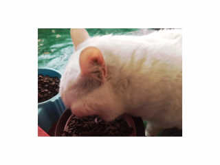 [펫토리아] 퍼스트메이트 고양이 사료 — 5점을 준 리뷰어가 2019년 5월 올린 사용 사진