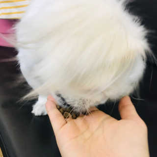 [펫토리아] 퍼스트메이트 강아지 사료 — 5점을 준 리뷰어가 2019년 3월 올린 사용 사진