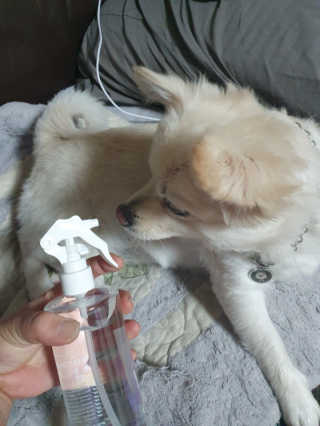 [펫토리아]살균뚝딱 강아지 고양이 살균소독제 탈취제 — 5점을 준 리뷰어가 2019년 10월 올린 사용 사진