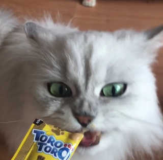 펫토리아 짜먹는 토로토로 고양이 파우치 간식 — 5점을 준 리뷰어가 2019년 6월 올린 사용 사진