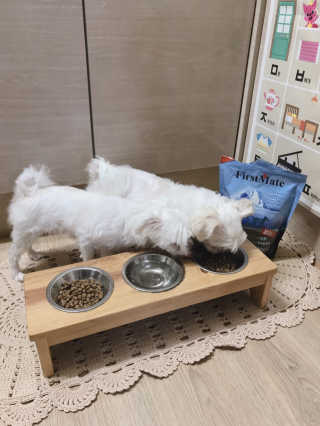 [펫토리아] 퍼스트메이트 강아지 사료 — 5점을 준 리뷰어가 2019년 2월 올린 사용 사진