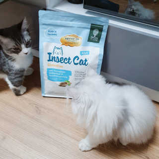 그린펫푸드 인섹트캣 글루텐프리（1.2KG） — 4점을 준 리뷰어가 2019년 9월 올린 사용 사진