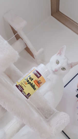 재로우 제로우 펫 도필러스 반려동물 유산균 영양제 70.5g — 5점을 준 리뷰어가 2018년 7월 올린 사용 사진