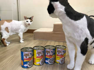 [펫토리아]토로토로 고양이 주식캔 — 5점을 준 리뷰어가 2019년 8월 올린 사용 사진