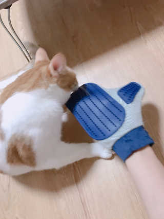Four paws 리뉴얼 포포즈 매직코트 털 제거 브러쉬 — 4점을 준 리뷰어가 2018년 8월 올린 사용 사진