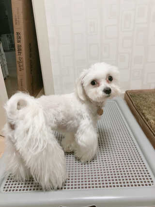 펫토리아 한판뚝딱 토일렛 초대형 강아지 배변판+한장뚝딱 66매 — 5점을 준 리뷰어가 2018년 9월 올린 사용 사진