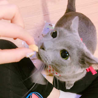 펫츠플레이트 동결건조간식 기호성 테스트 8종 — 5점을 준 리뷰어가 2018년 5월 올린 사용 사진