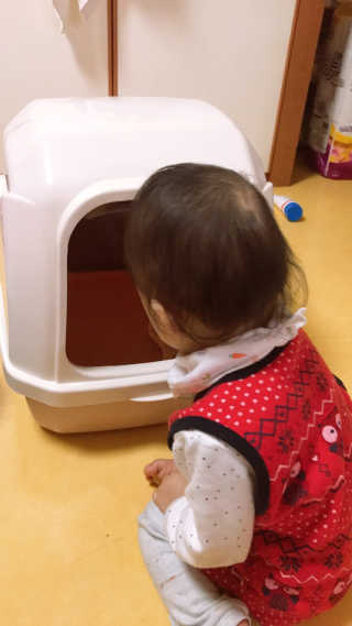 [펫토리아] BEST 한큐뚝딱 고양이 후드형 화장실 — 5점을 준 리뷰어가 2019년 1월 올린 사용 사진