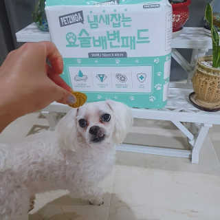 페츠모아 냄새잡는 요술배변패드 — 5점을 준 리뷰어가 2020년 3월 올린 사용 사진