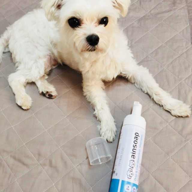 강아지 고양이 워터리스샴푸 리뷰 사진