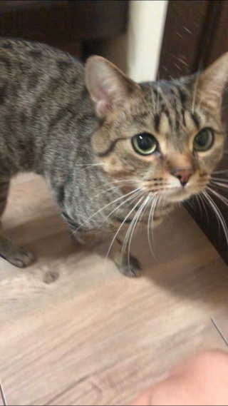 [펫토리아]한삽뚝딱 프리미엄 고양이 두부모래 — 5점을 준 리뷰어가 2019년 8월 올린 사용 사진