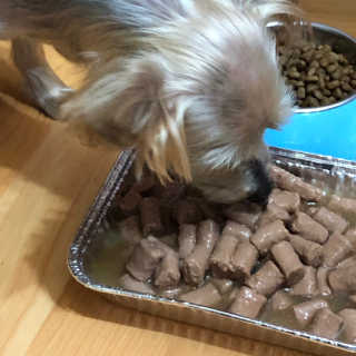 [펫토리아]배피 고양이,빌리강아지 대용량주식캔 — 5점을 준 리뷰어가 2019년 7월 올린 사용 사진