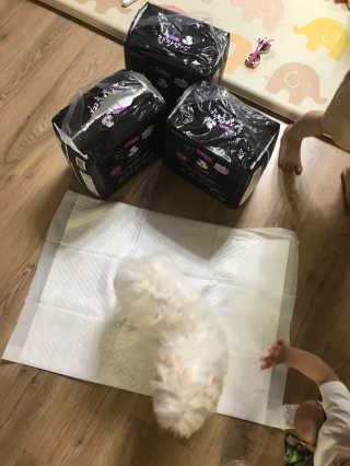 펫토리아 한장뚝딱 NEW 프리미엄 국내산 배변패드 — 5점을 준 리뷰어가 2019년 5월 올린 사용 사진