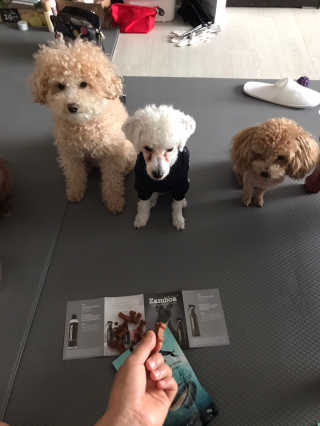 잠보아 뉴트리페어 굿바이 조인트페인 — 5점을 준 리뷰어가 2019년 10월 올린 사용 사진