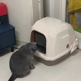 [펫토리아] BEST 한큐뚝딱 고양이 후드형 화장실 — 5점을 준 리뷰어가 2019년 1월 올린 사용 사진