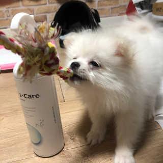 [펫토리아] 뚝딱케어 강아지 고양이 다목적세정제 — 4.5점을 준 리뷰어가 2020년 2월 올린 사용 사진