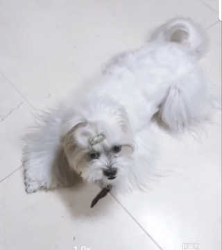 펫테라피 플레이트 야채품은 하루황태 — 4점을 준 리뷰어가 2019년 12월 올린 사용 사진