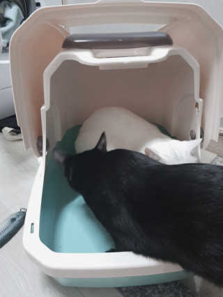 [펫토리아] BEST 한큐뚝딱 고양이 후드형 화장실 — 4점을 준 리뷰어가 2019년 1월 올린 사용 사진