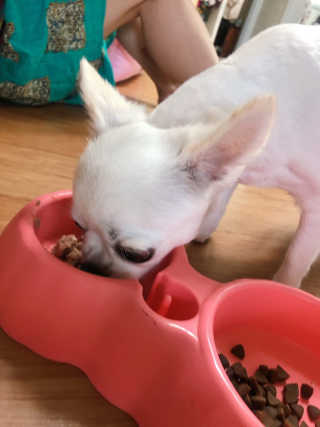 [펫토리아]배피 고양이,빌리강아지 대용량주식캔 — 4점을 준 리뷰어가 2019년 7월 올린 사용 사진