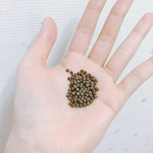 뉴질랜드 EnZaq 초록입홍합환 리뷰 사진