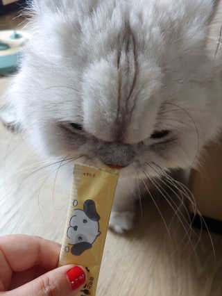 [펫토리아]짜먹는 한입뚝딱 강아지.고양이 마약간식 — 5점을 준 리뷰어가 2019년 8월 올린 사용 사진