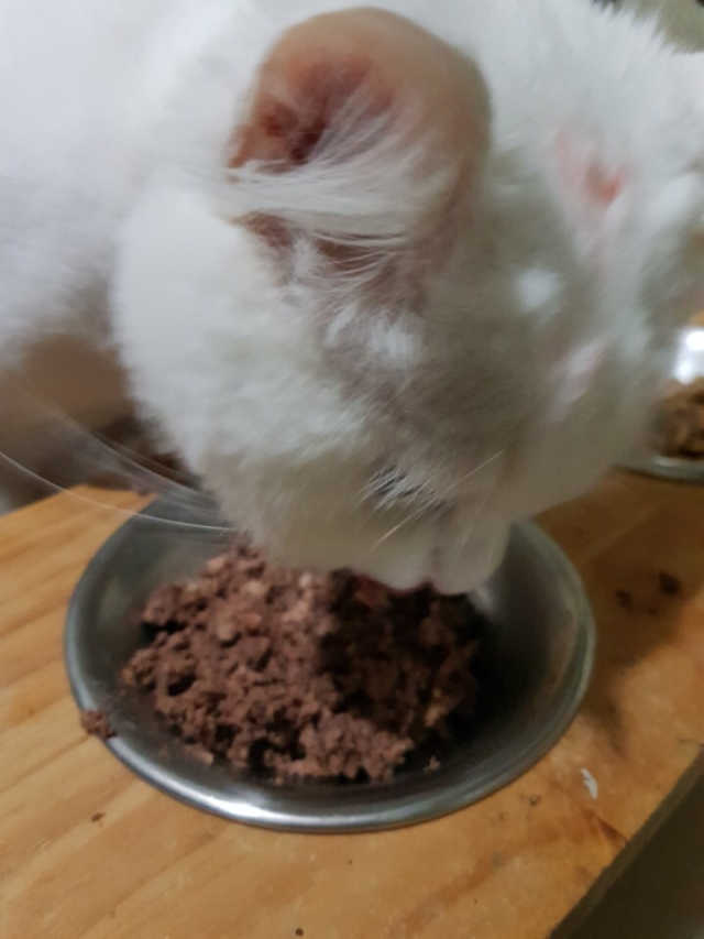 동원 참치킹 고양이 캔 12개입 리뷰 사진