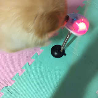딩이둥이님이 올린 리뷰 사진 1