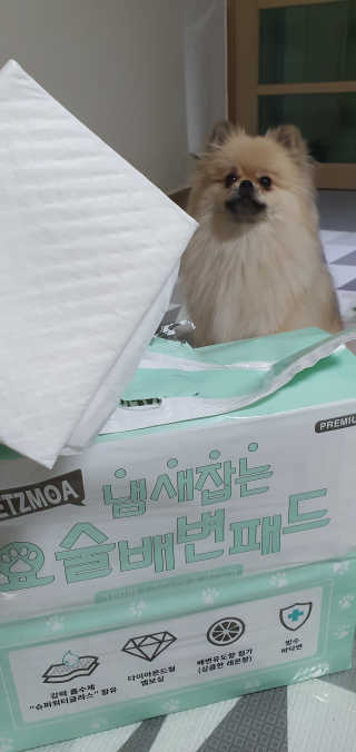 페츠모아 냄새잡는 요술배변패드 — 3점을 준 리뷰어가 2020년 2월 올린 사용 사진