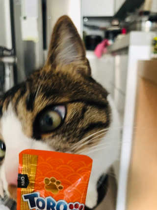 펫토리아 짜먹는 토로토로 고양이 파우치 간식 — 5점을 준 리뷰어가 2019년 6월 올린 사용 사진