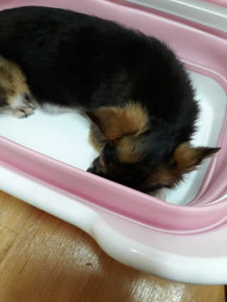 꽃수니어니님이 올린 리뷰 사진 3