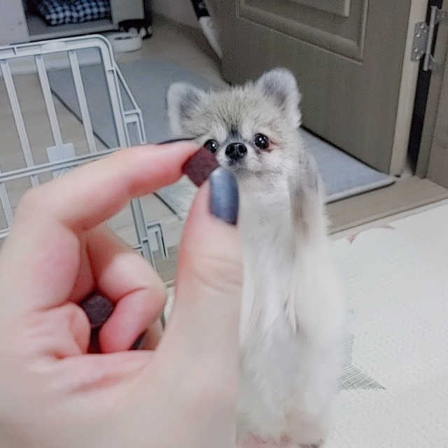 노즈워크 간식 진짜 소고기만 담은 파워바이트 리뷰 사진