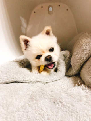 [펫토리아] BEST 한입뚝딱 실속형 강아지 덴탈껌 — 5점을 준 리뷰어가 2019년 2월 올린 사용 사진