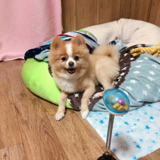 옥희독희 스윙토이 — 4.5점을 준 리뷰어가 2019년 8월 올린 사용 사진