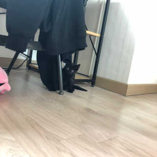 펫토리아 한캔뚝딱 best 강아지캔,고양이주식캔 — 5점을 준 리뷰어가 2019년 6월 올린 사용 사진