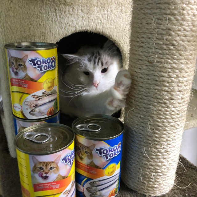 [펫토리아]토로토로 고양이 주식캔 리뷰 사진