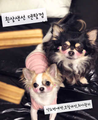 푸디웜 주식회사 [푸디웜] 강아지 저알러지 수제간식 3종세트 — 5점을 준 리뷰어가 2018년 11월 올린 사용 사진