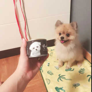 [펫토리아] 한캔뚝딱 강아지 주식캔 12종 콤보 — 5점을 준 리뷰어가 2019년 8월 올린 사용 사진