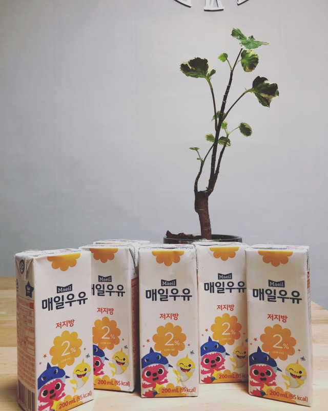 매일우유 저지방 2프로 멸균 핑크퐁 에디션 6입 리뷰 사진