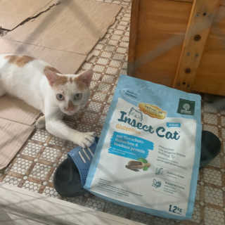 그린펫푸드 인섹트캣 글루텐프리（1.2KG） — 4점을 준 리뷰어가 2019년 7월 올린 사용 사진
