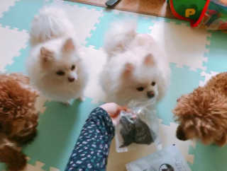 [펫토리아] 한입뚝딱 강아지 수제간식 BEST 5종 — 2.5점을 준 리뷰어가 2019년 2월 올린 사용 사진