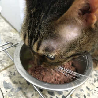 동원 참치킹 고양이 캔 12개입 — 1점을 준 리뷰어가 2018년 10월 올린 사용 사진