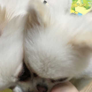 펫츠플레이트 동결건조간식 기호성 테스트 8종 — 5점을 준 리뷰어가 2018년 5월 올린 사용 사진