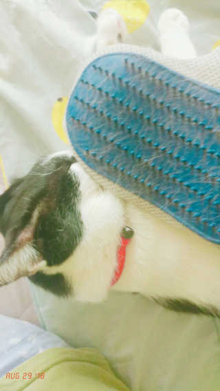 Four paws 리뉴얼 포포즈 매직코트 털 제거 브러쉬 — 5점을 준 리뷰어가 2018년 8월 올린 사용 사진
